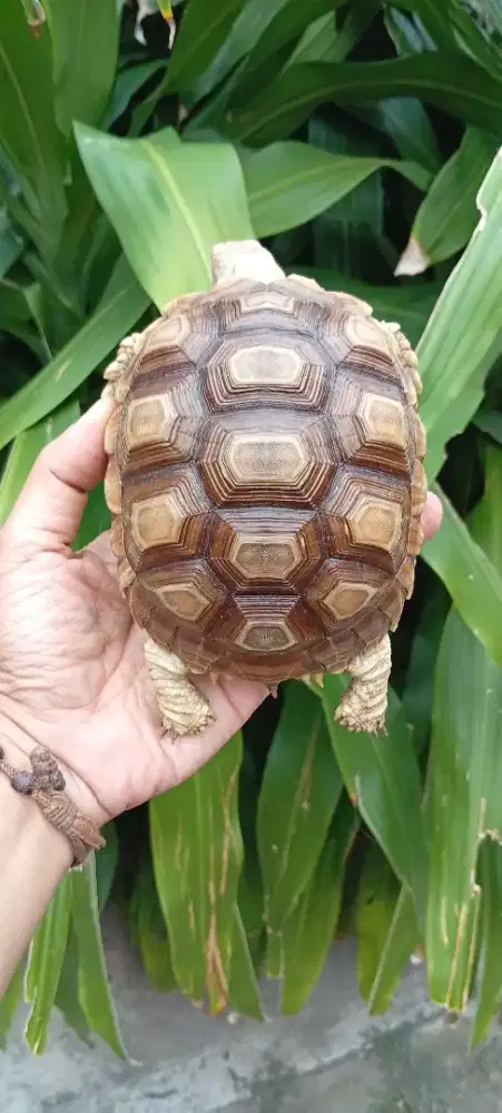 Mainan Anak Kura Sulcata No Minus Aman