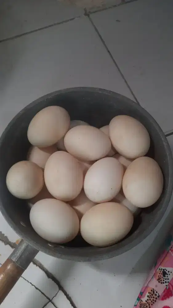 telur entok jumbo blitar
