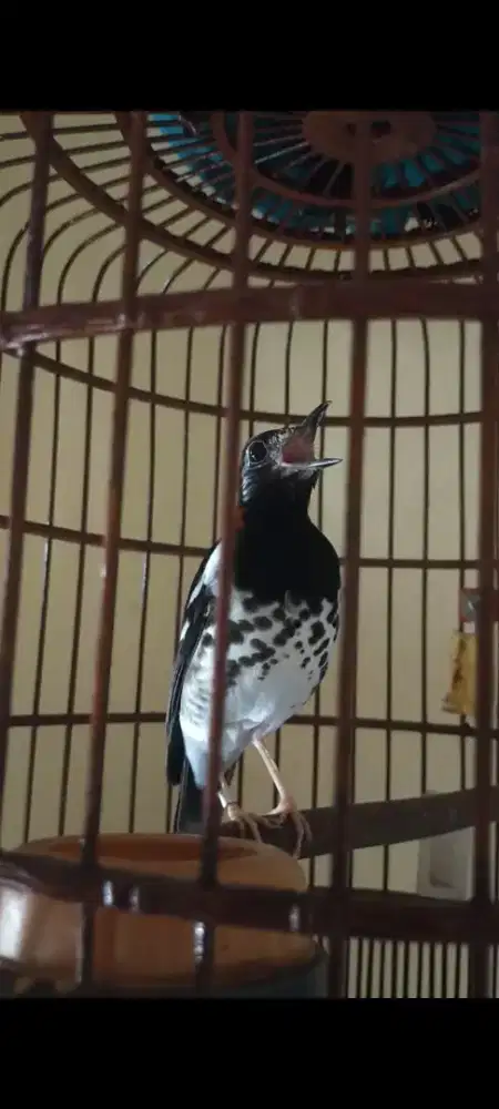 Anis kembang gacoran