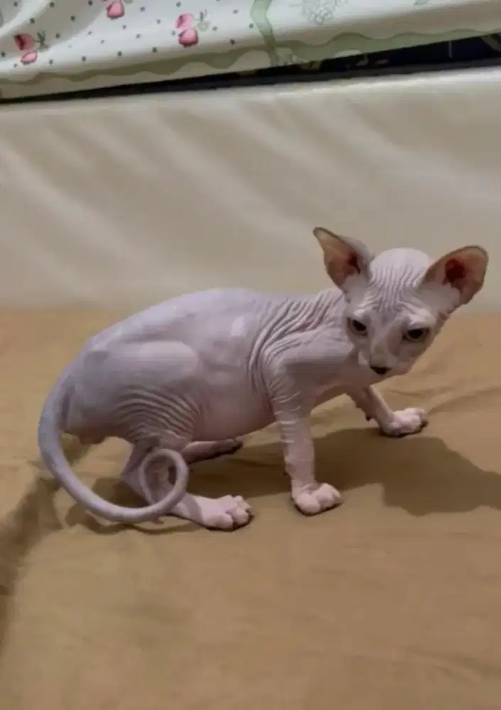 Kitten sphynx spink spinx jantan