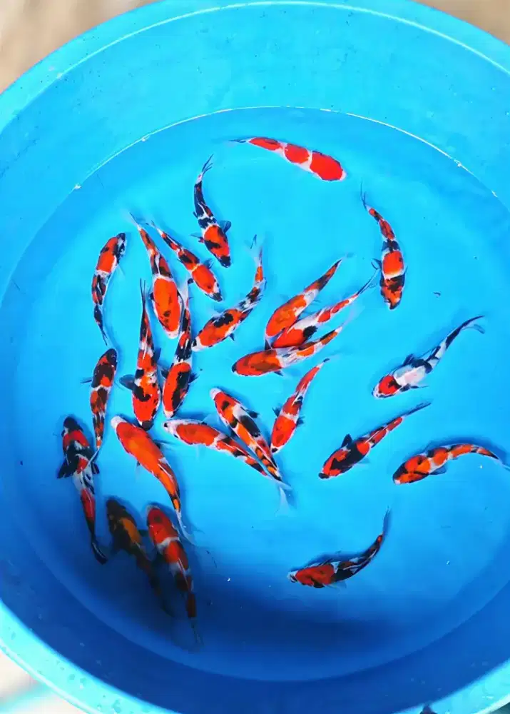 Koi Showa Super 10-15cm
