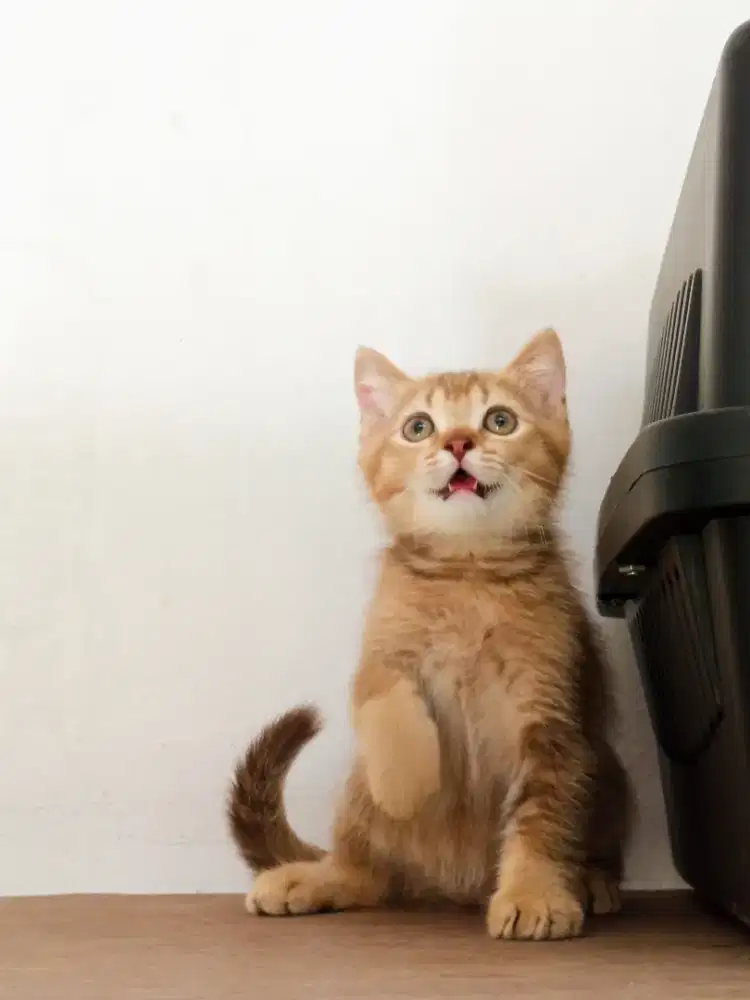 British Shorthair Golden