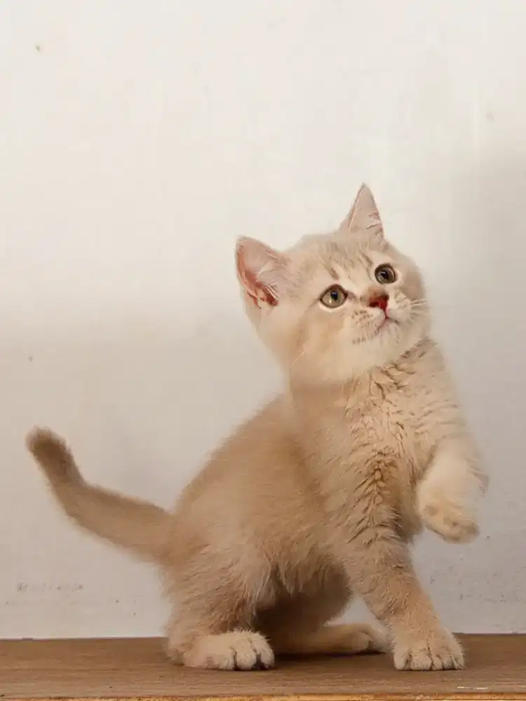 British Shorthair Golden CY 12