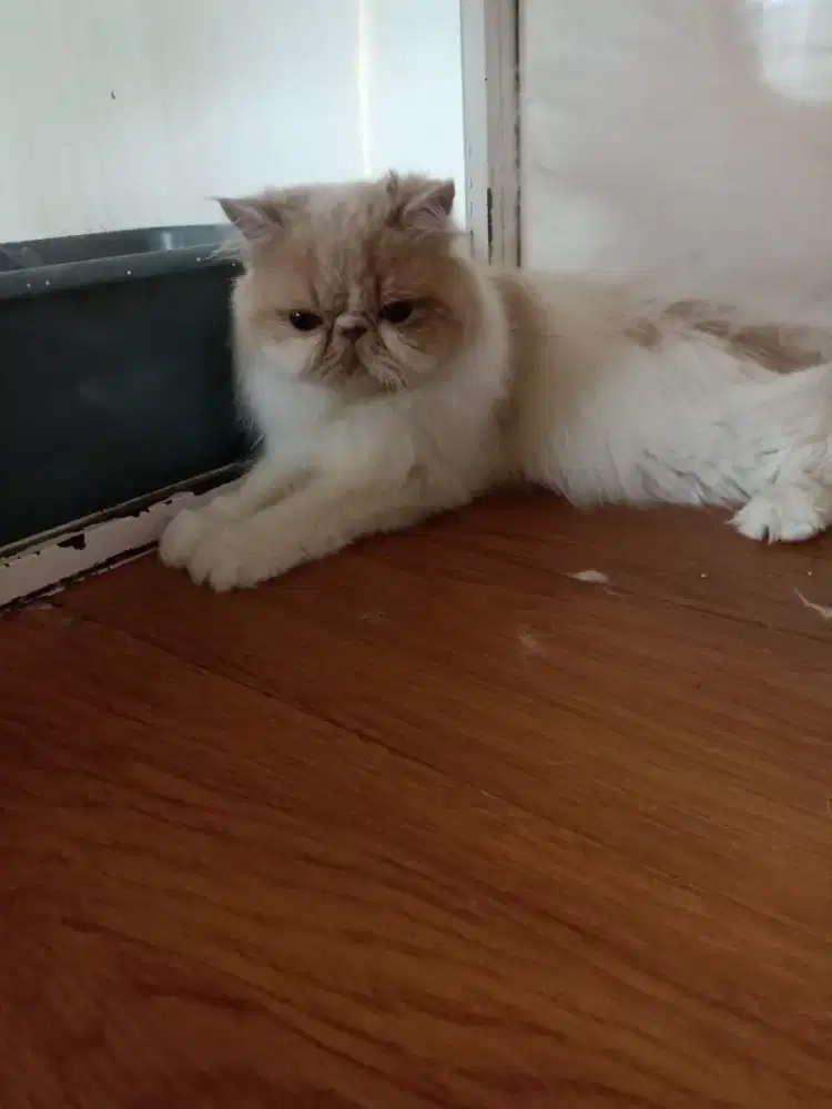 Persia peknose betina dewasa