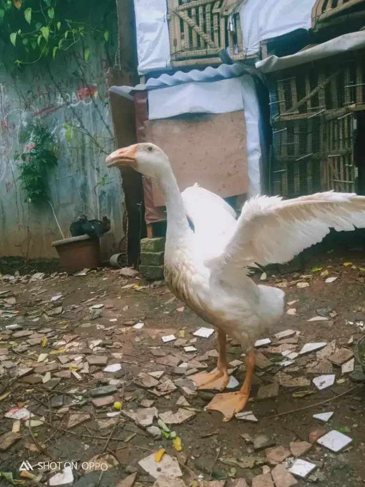 Dijual soang remaja usia baru 6 bulanan