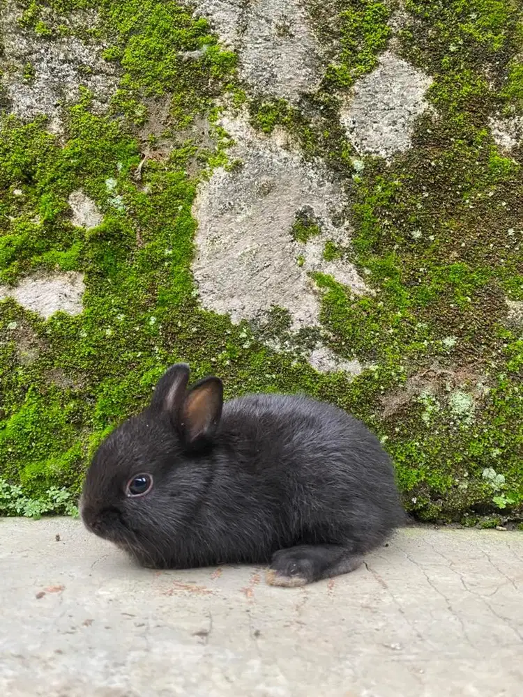 kelinci netherland dwarf