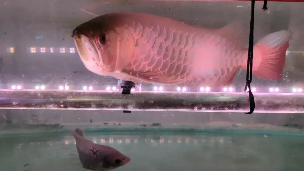 Arwana Golden Red RTG