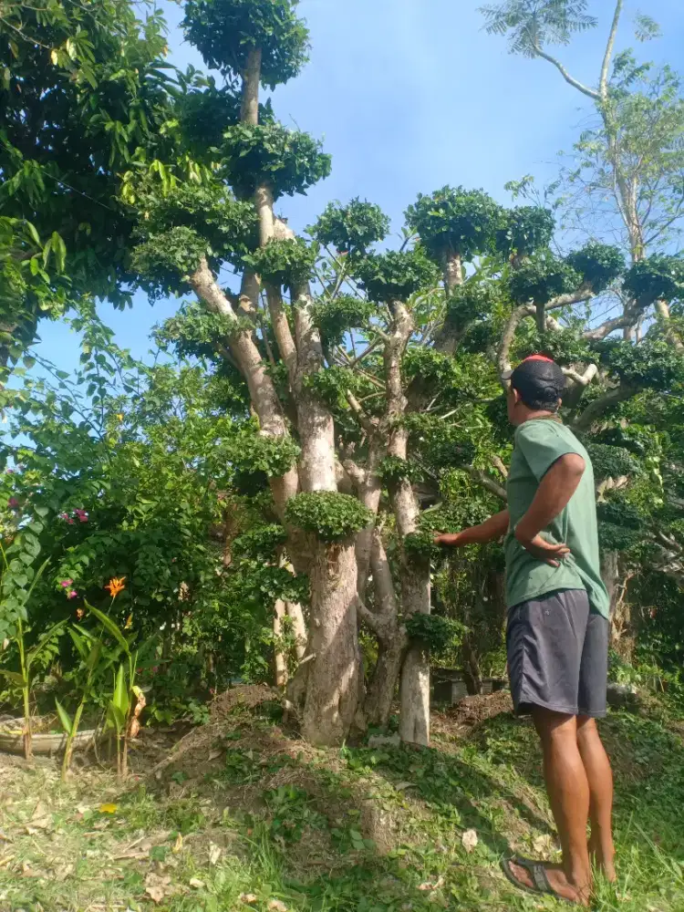Bonsai serut dan dolar