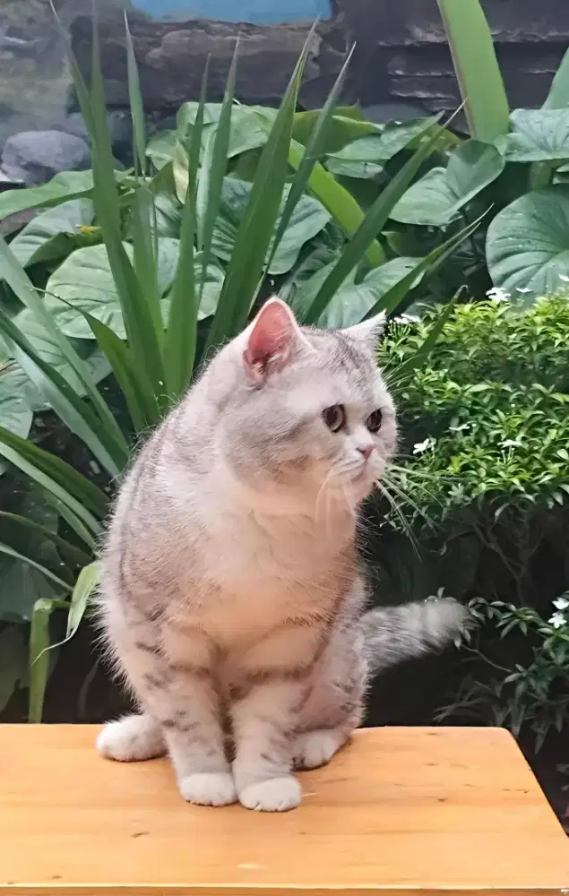 British Shorthair silver