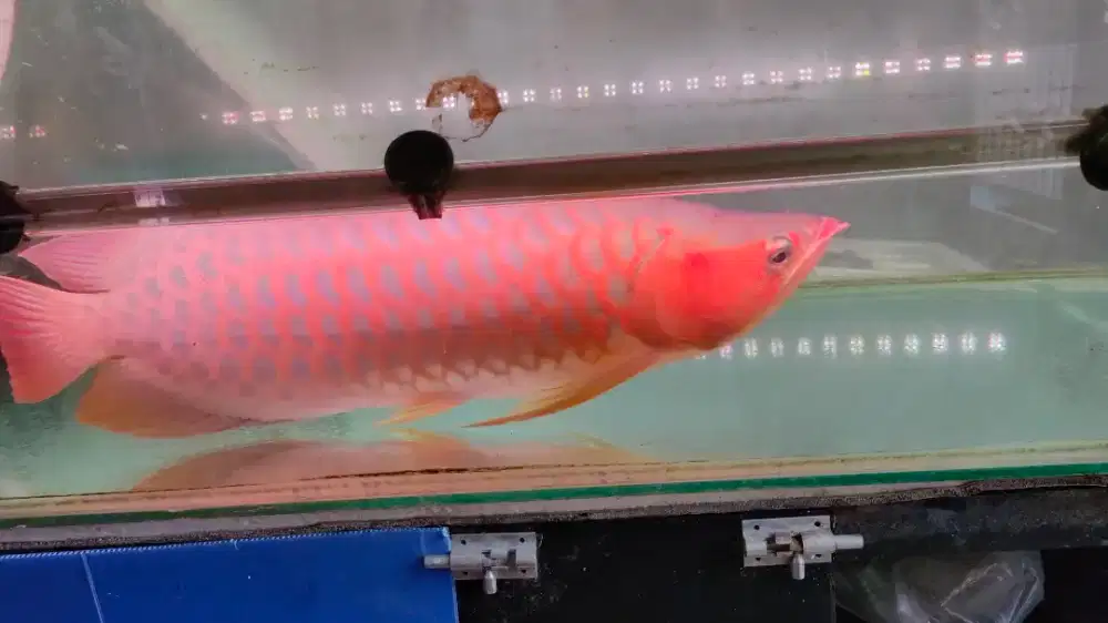 Arwana Super Red