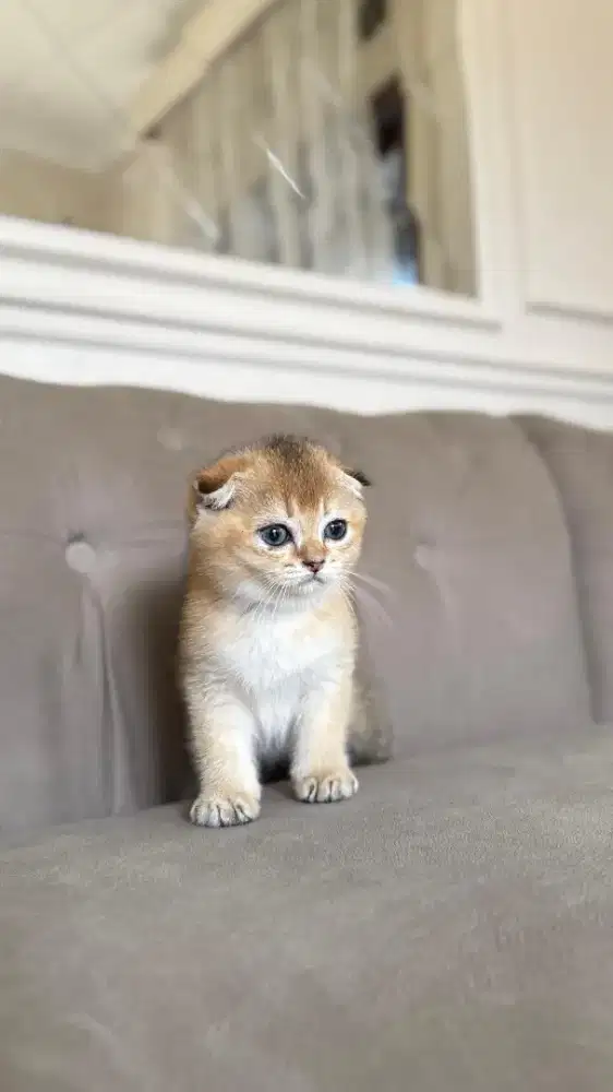 scottish fold golden jantan kitten anak import