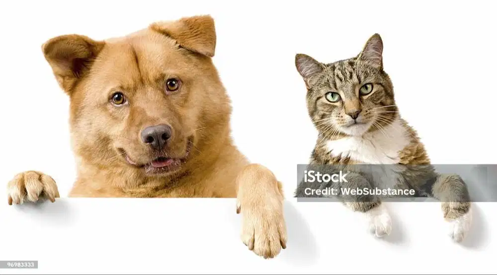 Lowongan kerja Groomer petshop toko