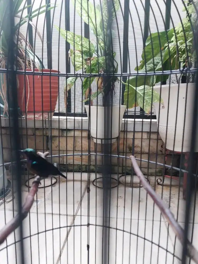 Edisi ngurangin jual konin burja