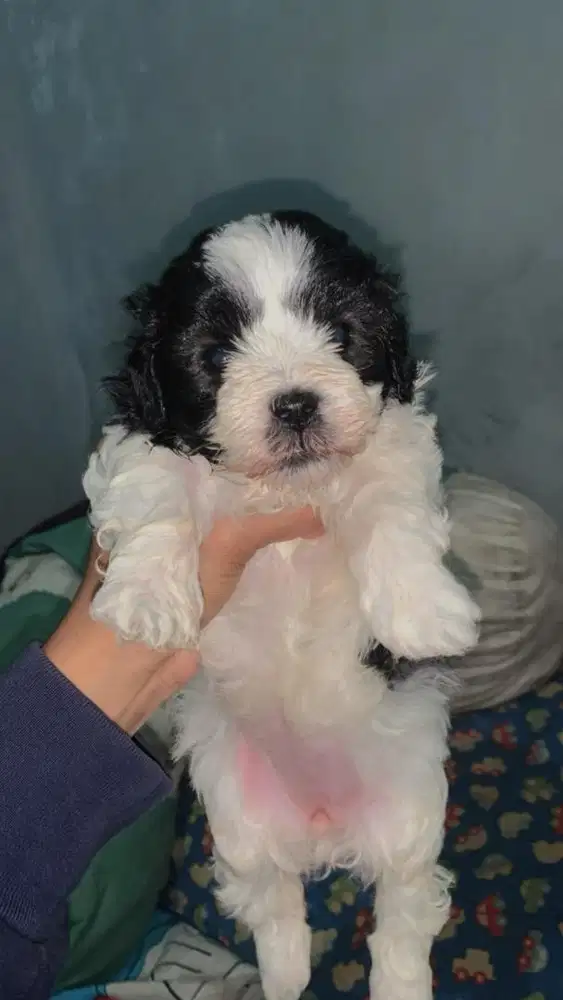 MALTIPO 1,5 bulan jantan