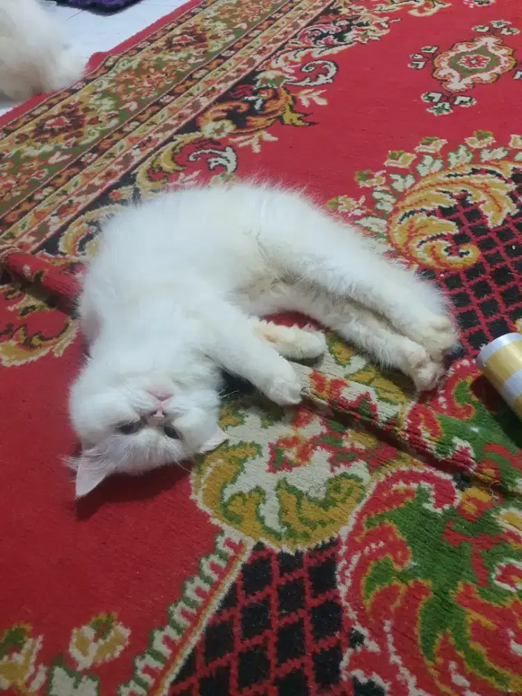 Kucing pick nose betina manja