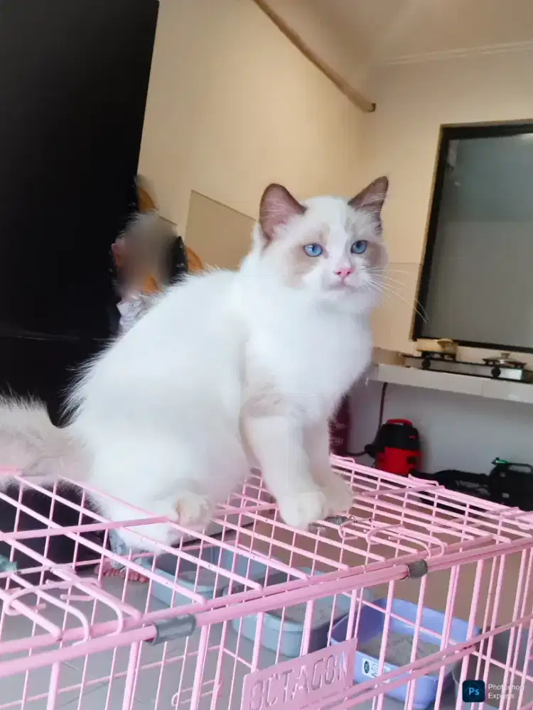 Ragdoll anakan pedigree