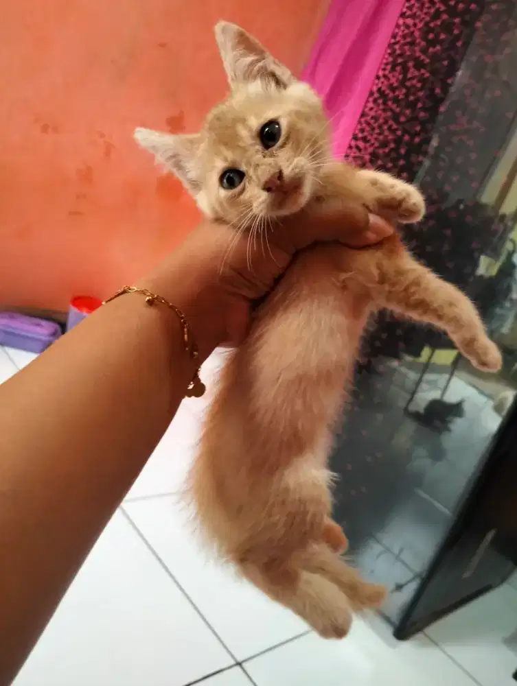 Open adopsi kucing