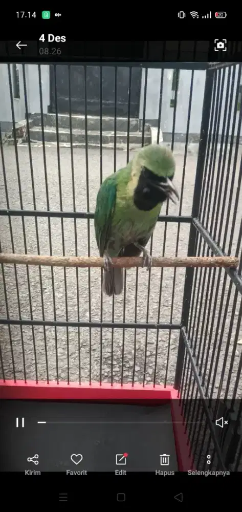 Cucak ejo Joss gandoss