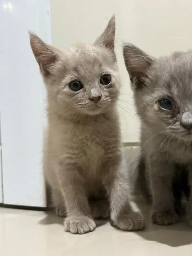 Lepas addopt kucing BSH jantan betina