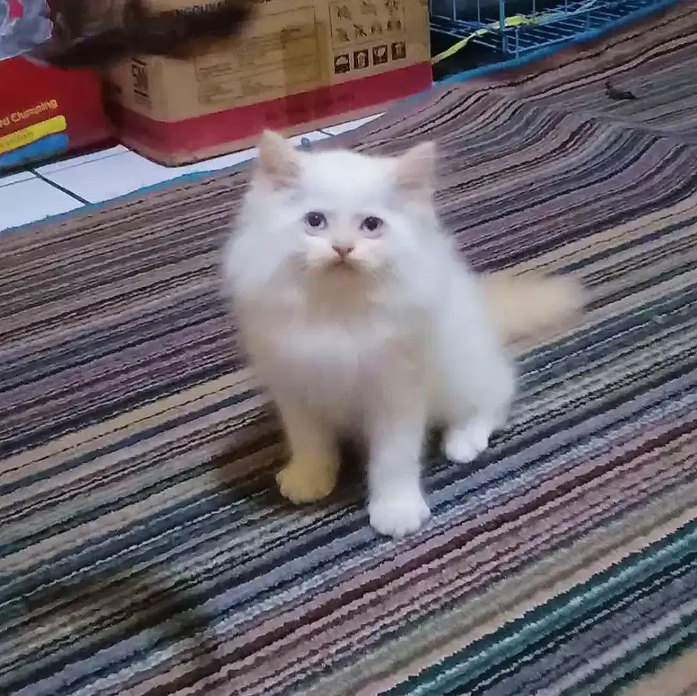 Kucing Persia Himalaya Red Point Jantan