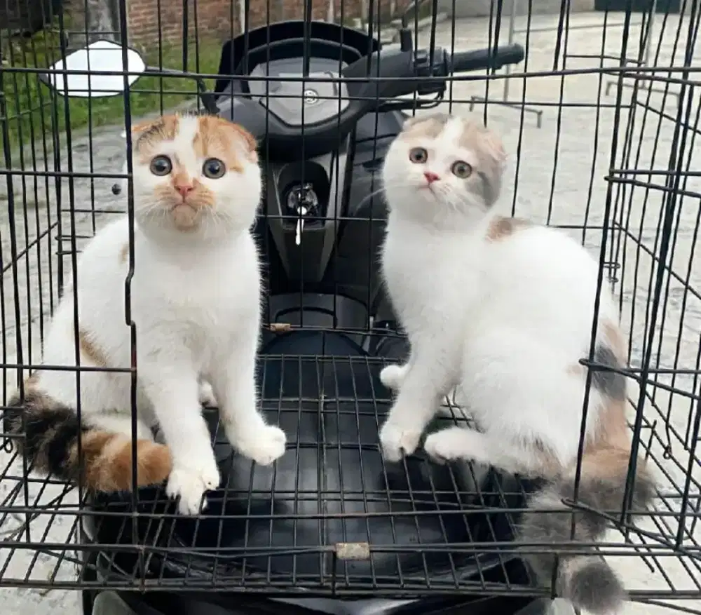 Scotish fold callico dan dilute callico / Sf callico bulat