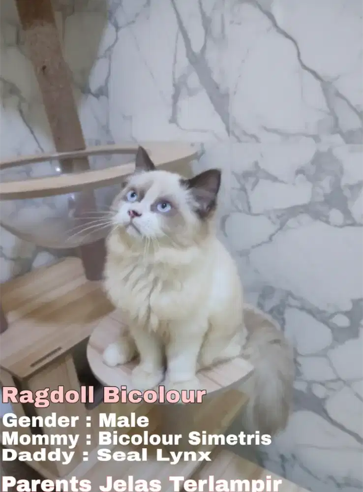 Ragdoll Bicolour Kualitas Ped (Parent Jelas Terlampir Bukan Mix2an)
