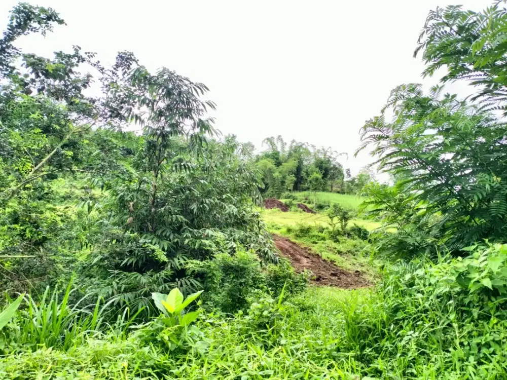 Wagir Legalitas Aman Tanah Kavling Murah 100 Juta