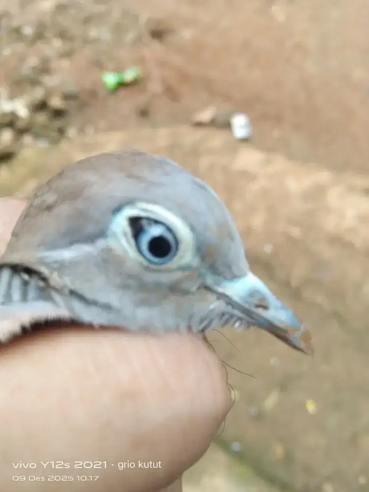 perkutut lokal alam Rondo semoyo plus kandangnya