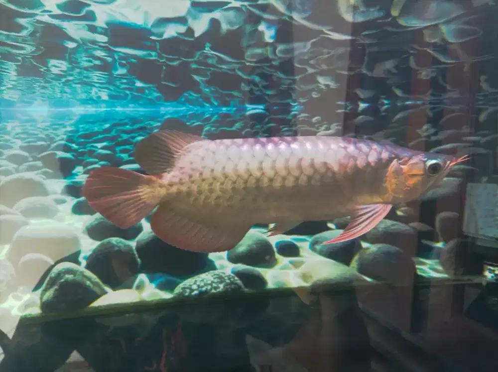 ikan arwana super red