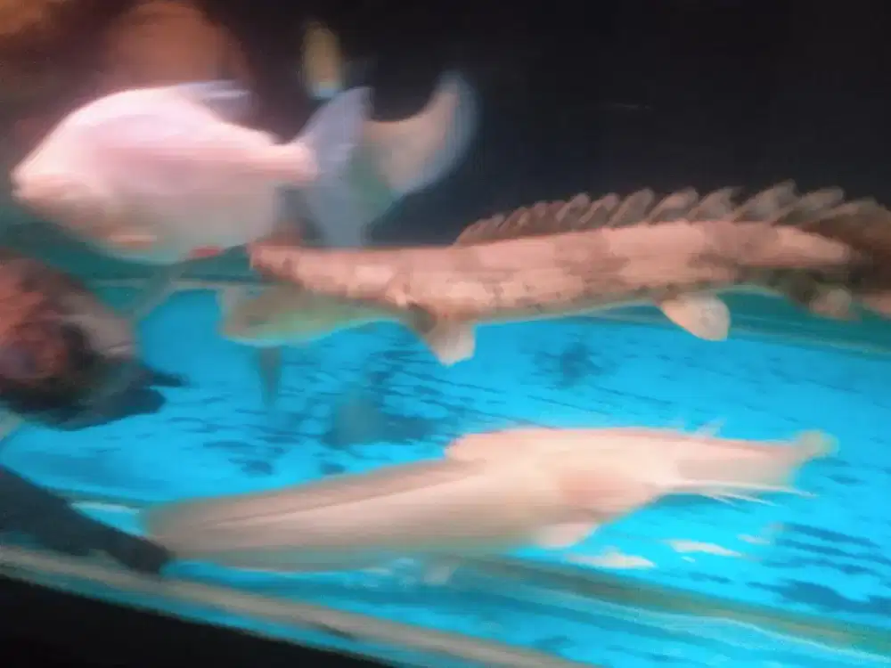 Ikan palmas apa ikan naga