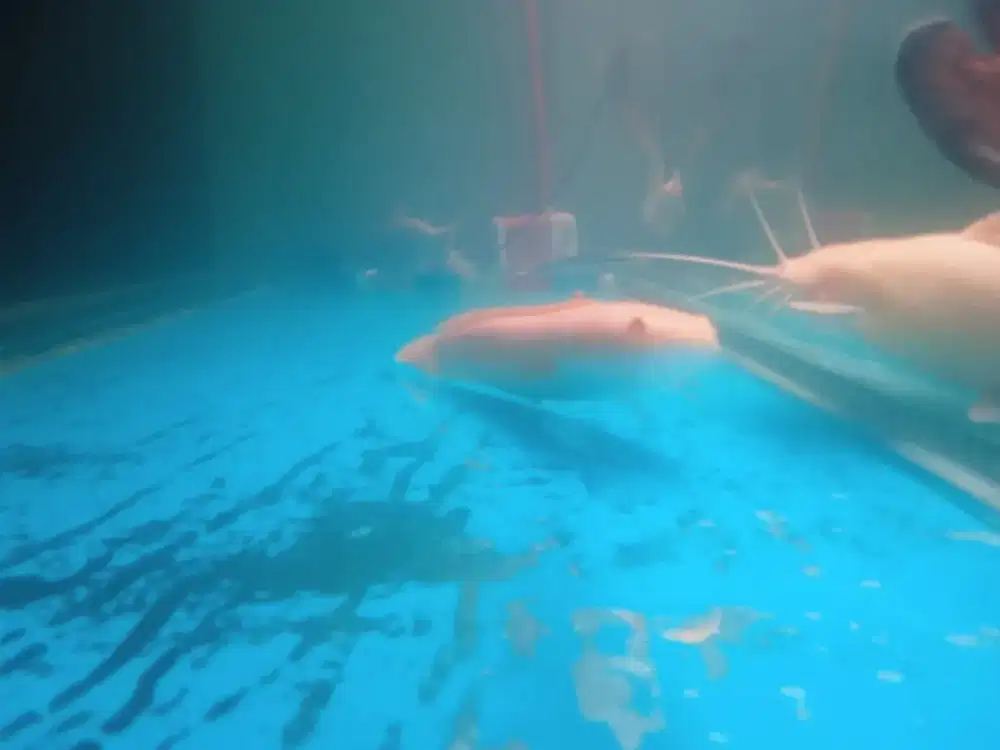 Ikan Channa steriata albino