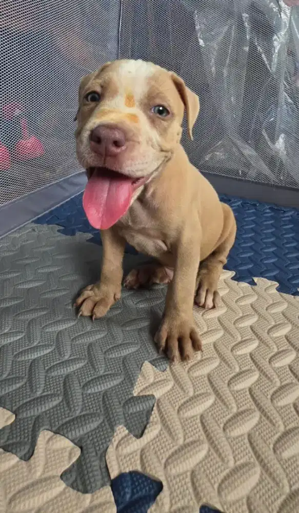 Anak anjing Pitbull usia 2 bulan