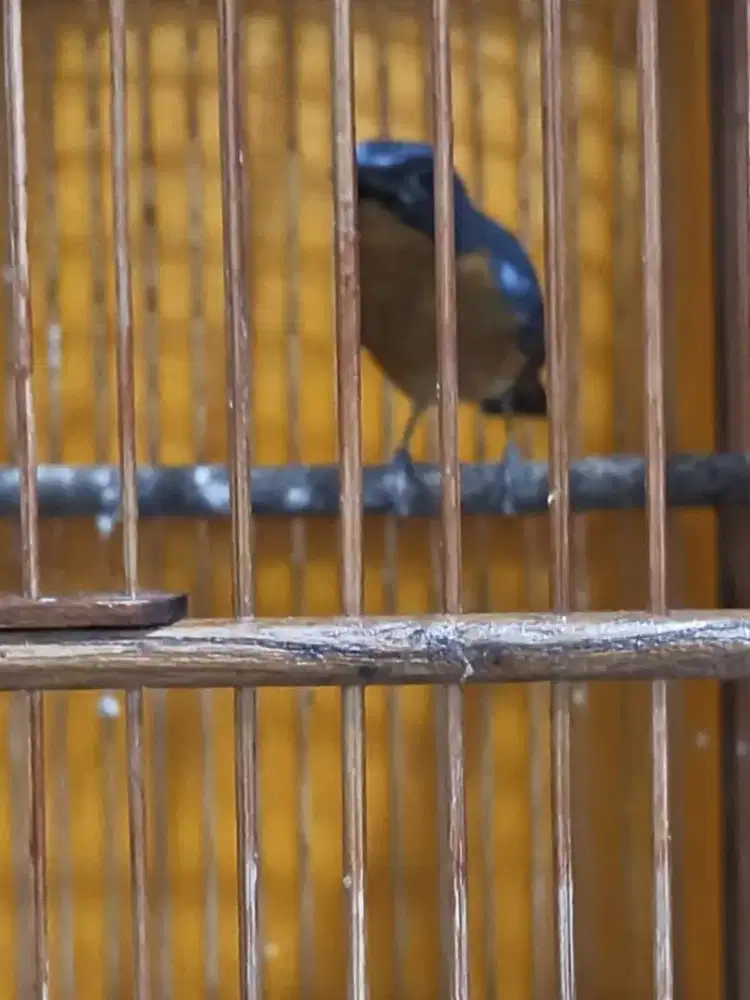 Tledekan gunung asli pacitan