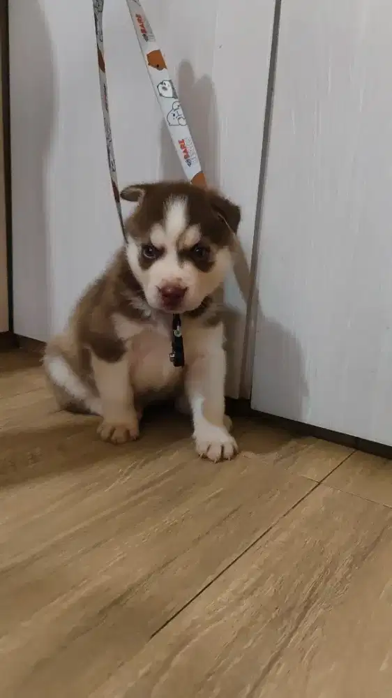 Anak Husky Siberian