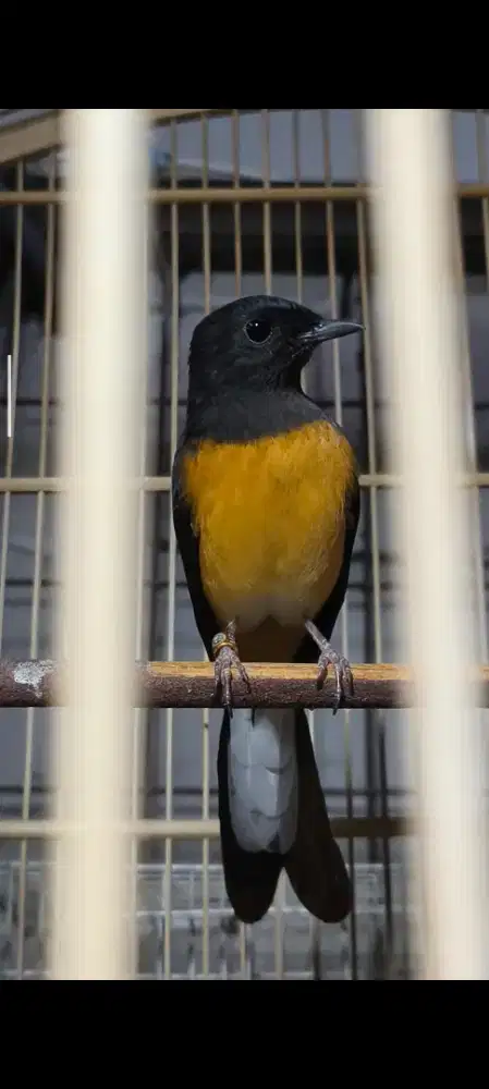 Murai Betina Fighter Buat Ternak