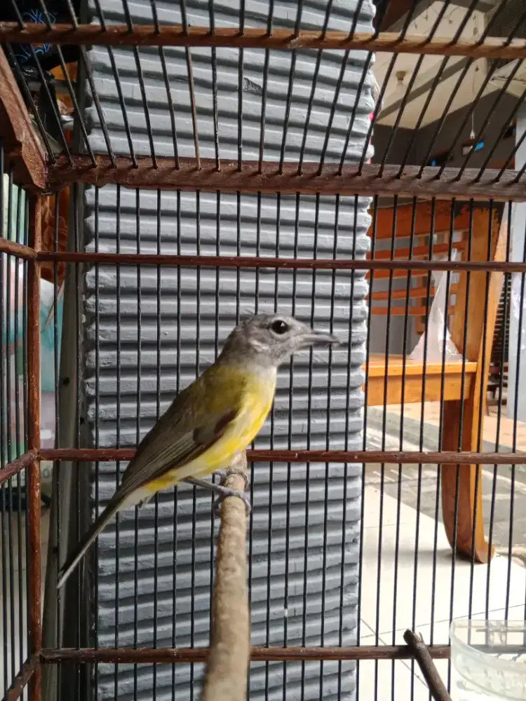 Samyong Muda Jantan jamin Jantan