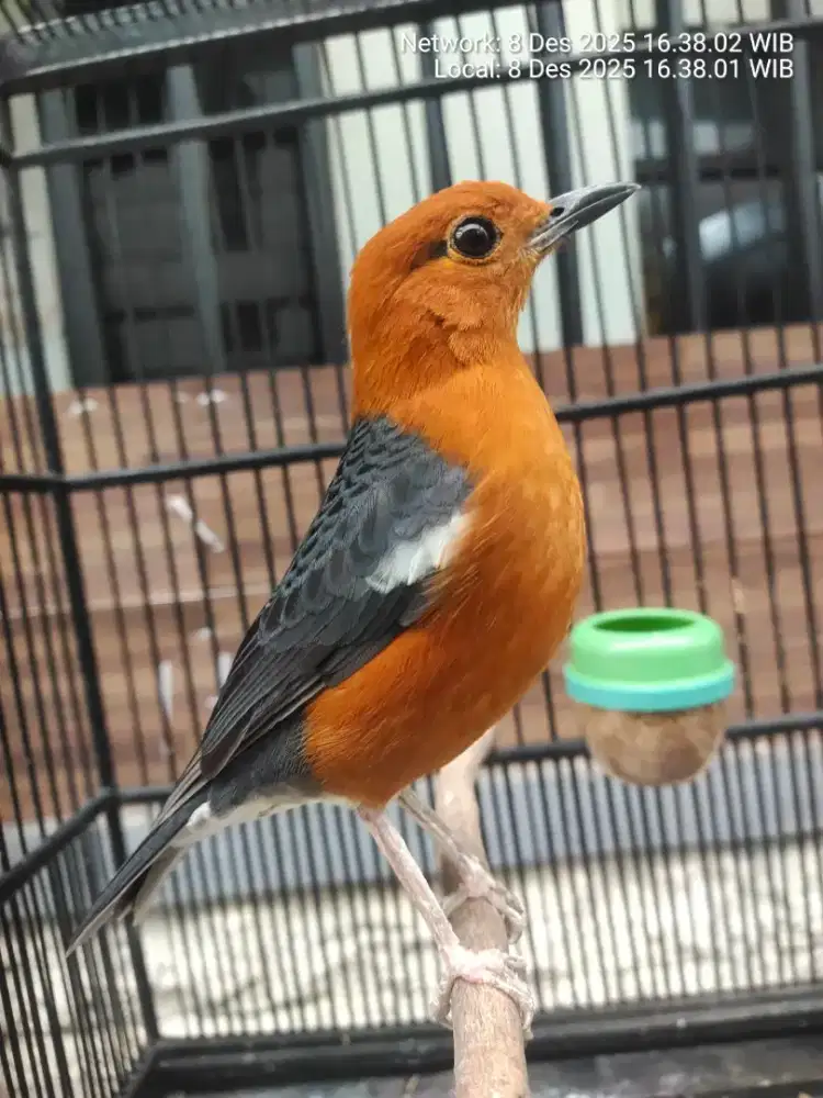 Burung anis merah+sngkar tt/bt ocean lain monggo