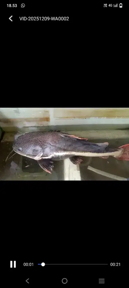 Ikan RTC murah jumboan