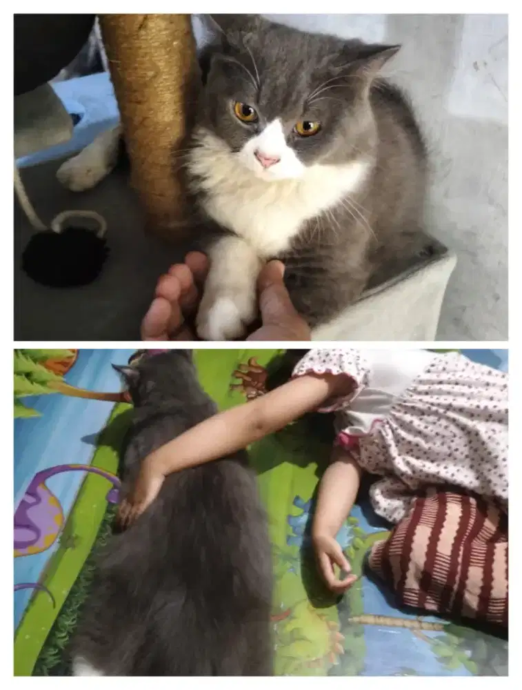 Kucing Ras Persia Pure