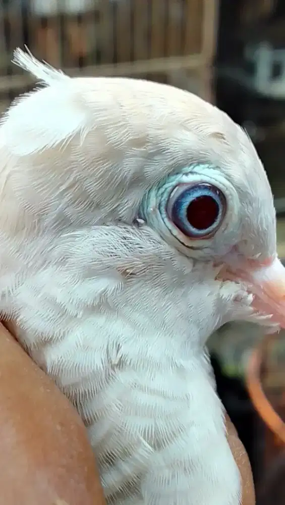 Perkutut putih .jambul 1 helai