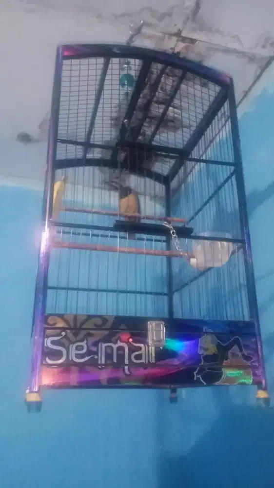 Jual Burung Cucak Cungkok