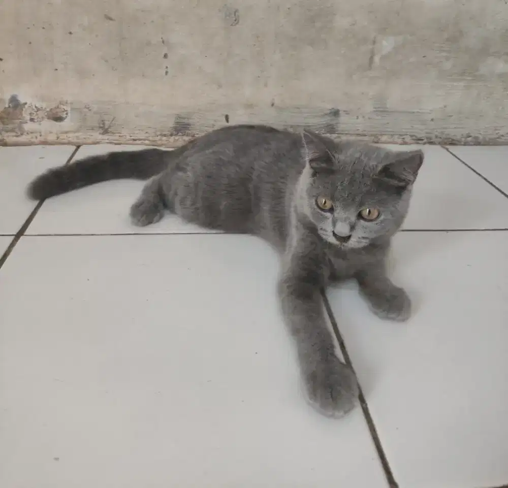 Bsh pure line ped jantan usia 5bulan