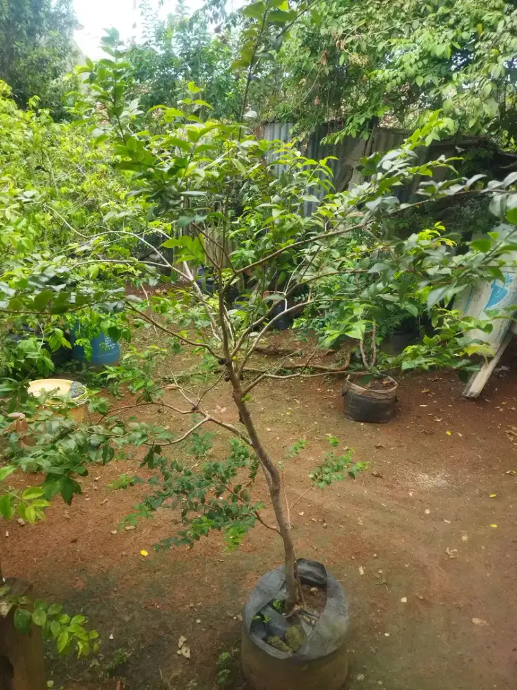 Anggur Preco siap buah