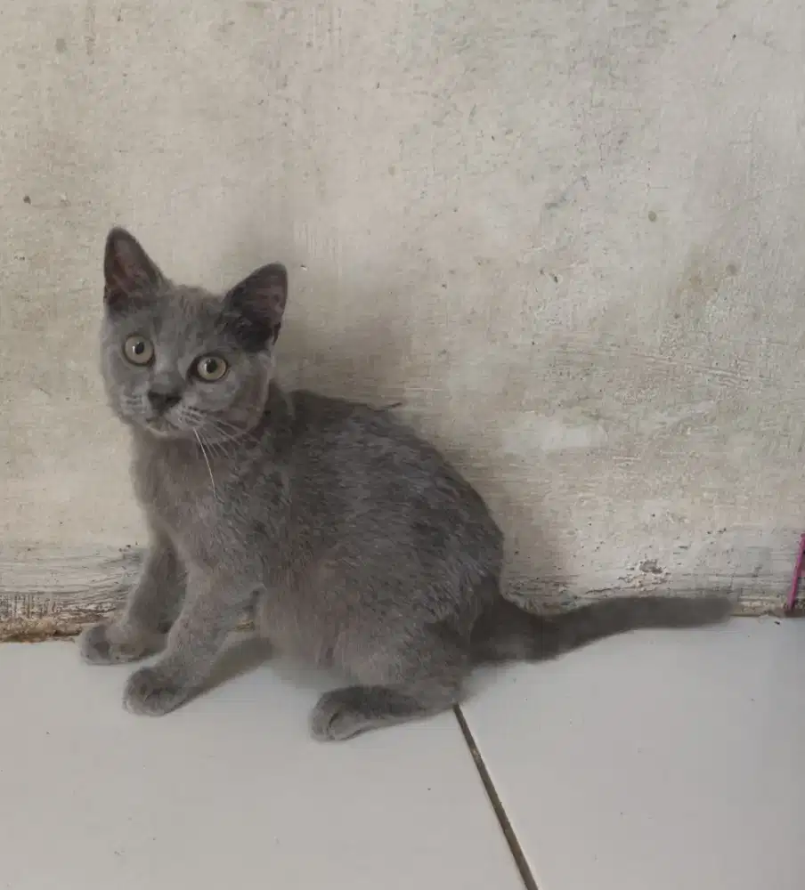 Bsh pure line ped betina usia 5bulan