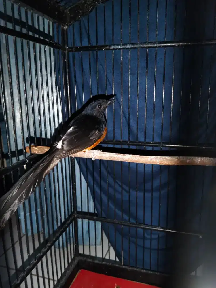 Murai batu Medan jantan pastol