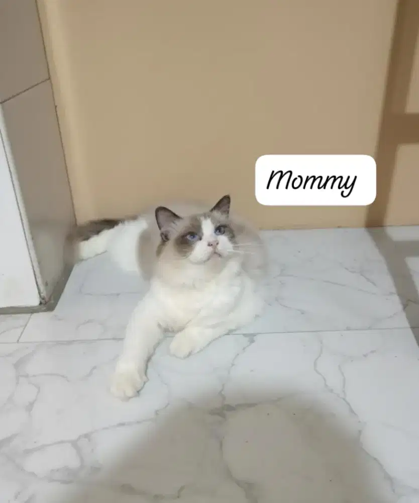 Ragdoll Seal Bicolour Kualitas Ped (Parent Jelas Terlampir Bukan Mix)