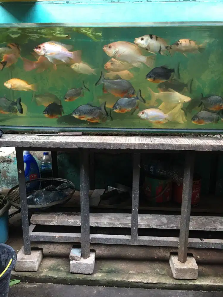 P 140cm T 48cm L 48cm Ketebalan kaca 1,5cm Jual beserta pompa & meja b