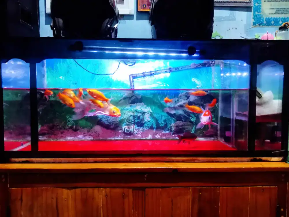 Yang minat aquarium ukuran 100x45x45 sama isi nya lok.cikupa