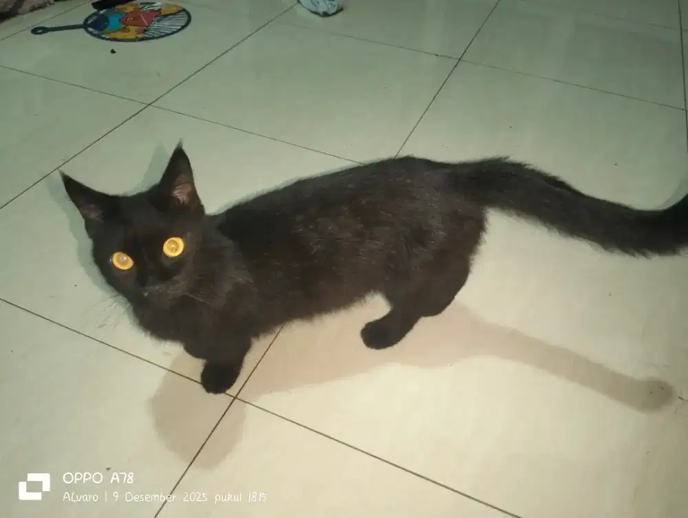 Kucing muchkin betina hitam