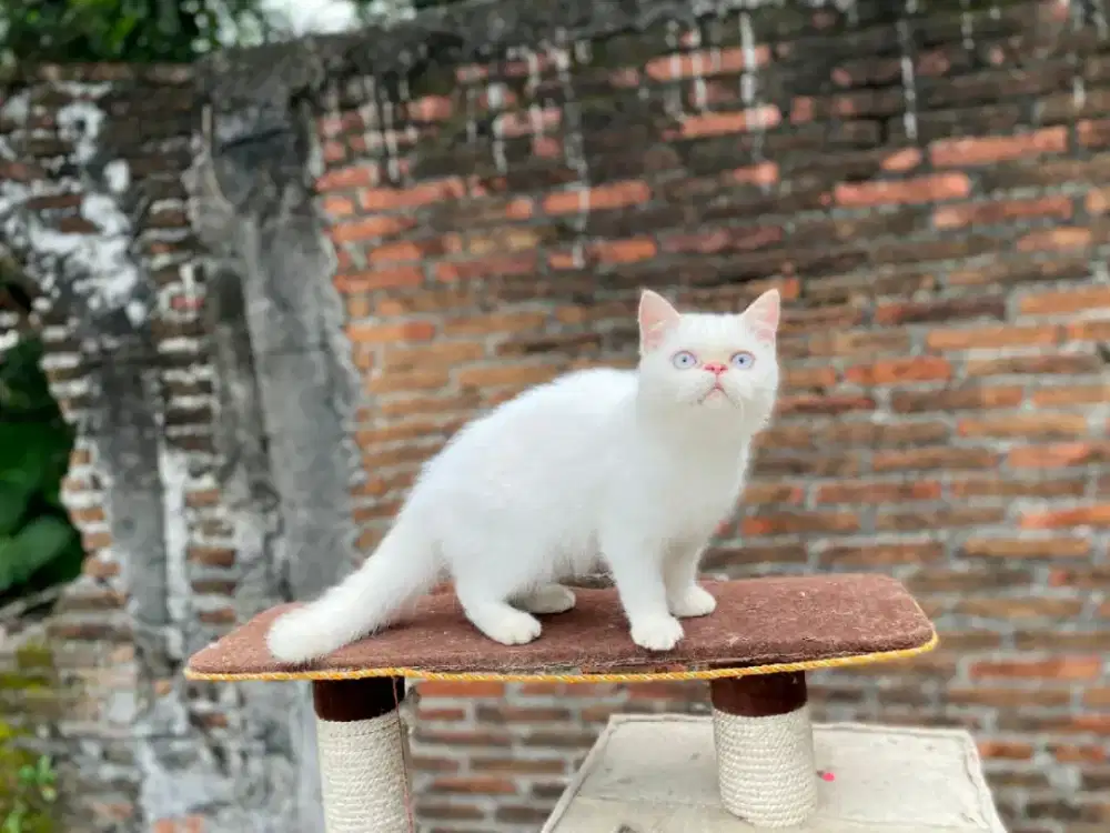 kucing bsh betina 3 bulan